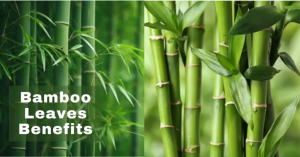 Bamboo Leaves Benefits 